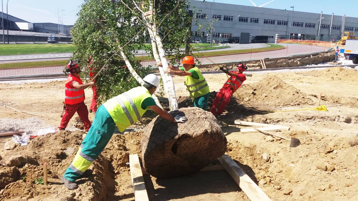 Jardinería Suso en Carballo